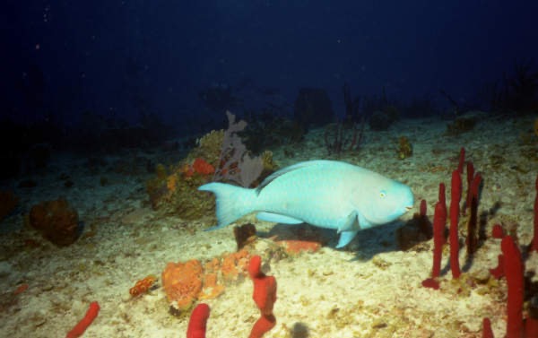 CayLobos03238.jpg