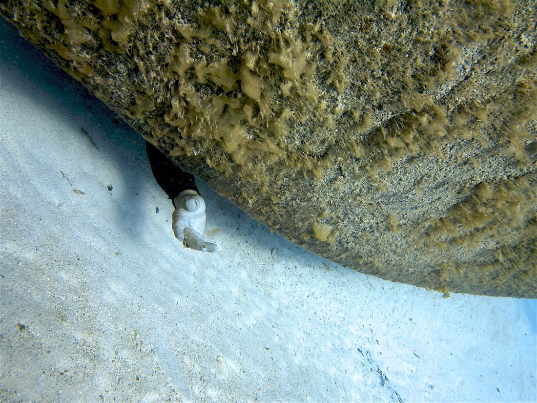 2011-06-10 Cayman WBB 06.jpg