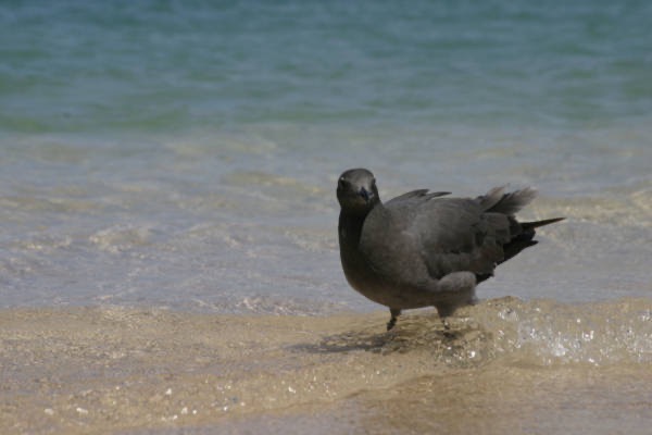 Galapagos_Land_D30106.jpg