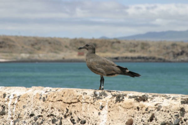 Galapagos_Land_D30116.jpg