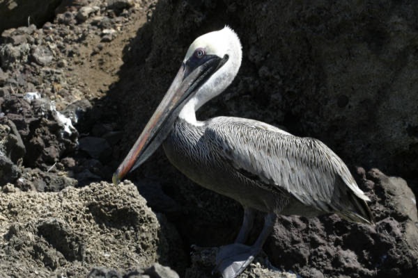 Galapagos_Land_D30146.jpg