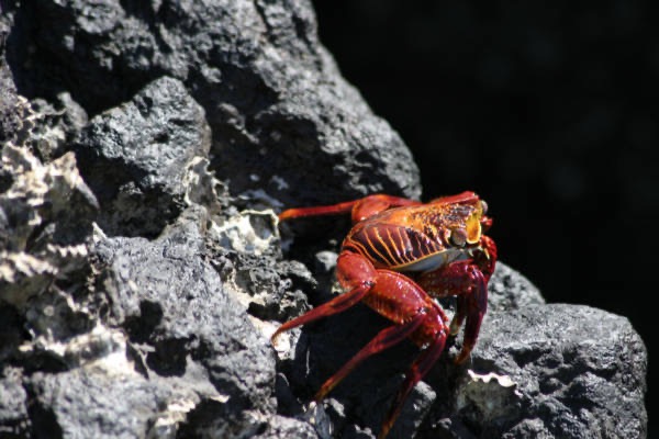 Galapagos_Land_D30158.jpg