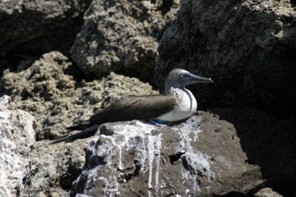 Galapagos_Land_D30160.jpg