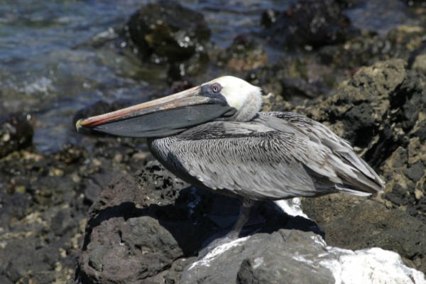 Galapagos_Land_D30181.jpg