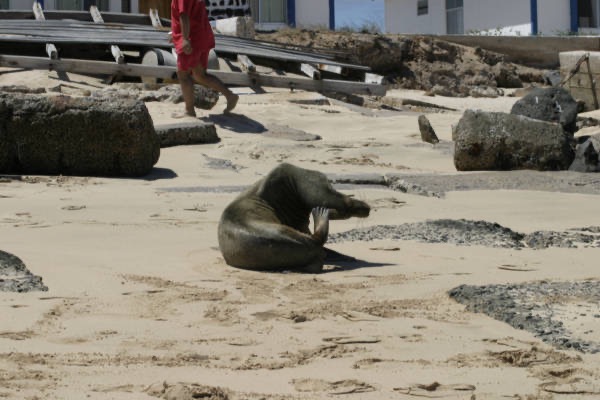 Galapagos_Land_D30198.jpg