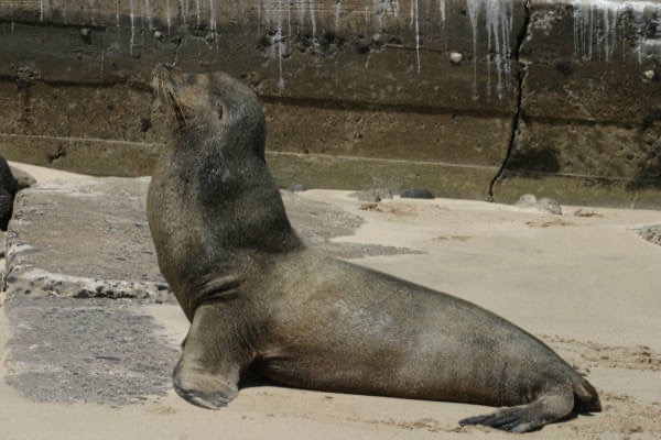 Galapagos_Land_D30200.jpg