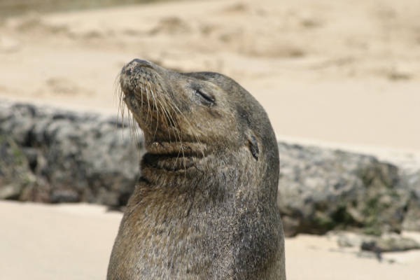 Galapagos_Land_D30202.jpg