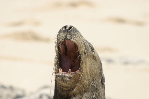 Galapagos_Land_D30204.jpg