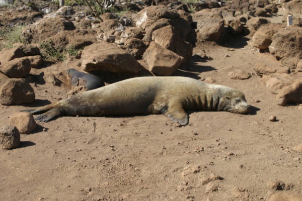 Galapagos_Land_D30219.jpg