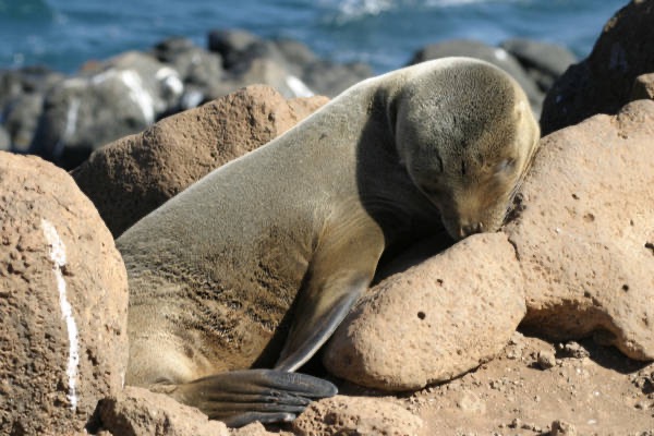 Galapagos_Land_D30232.jpg