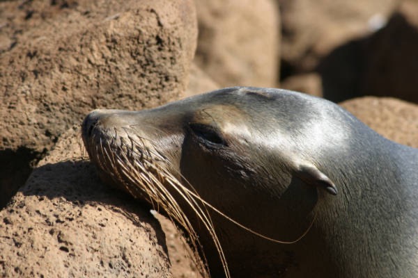 Galapagos_Land_D30246.jpg