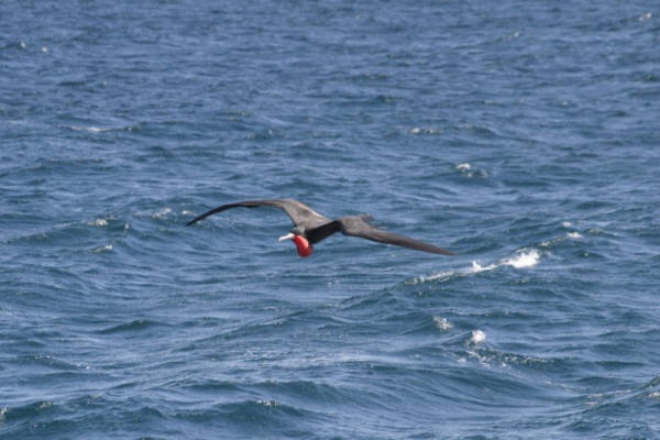 Galapagos_Land_D30248.jpg