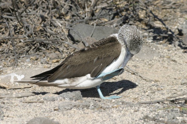 Galapagos_Land_D30280.jpg