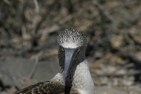 Galapagos_Land_D30289.jpg