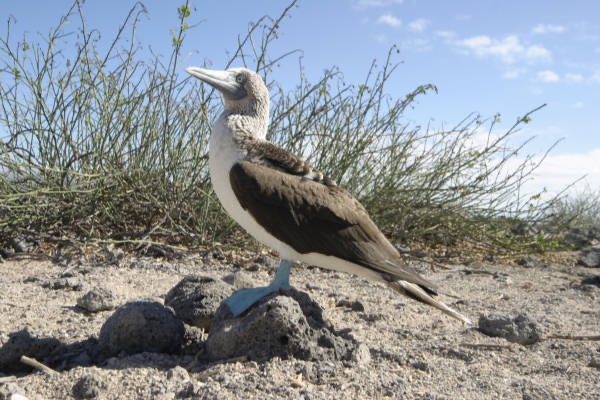 Galapagos_Land_D30321.jpg