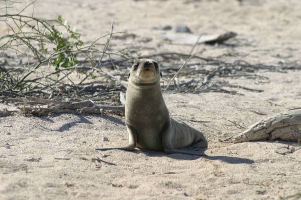 Galapagos_Land_D30335.jpg