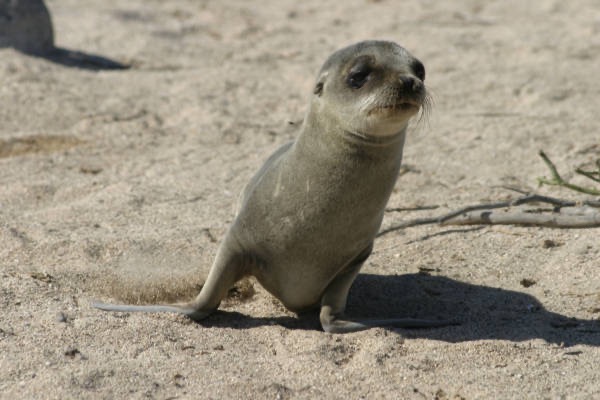 Galapagos_Land_D30339.jpg