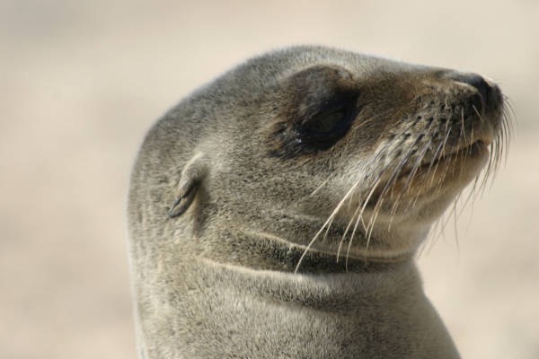 Galapagos_Land_D30345.jpg