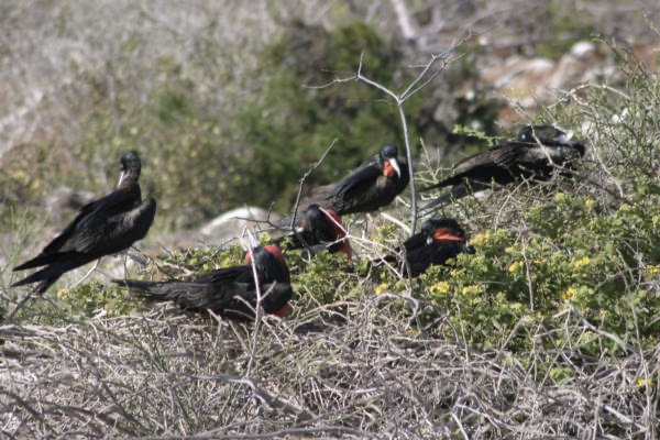 Galapagos_Land_D30356.jpg