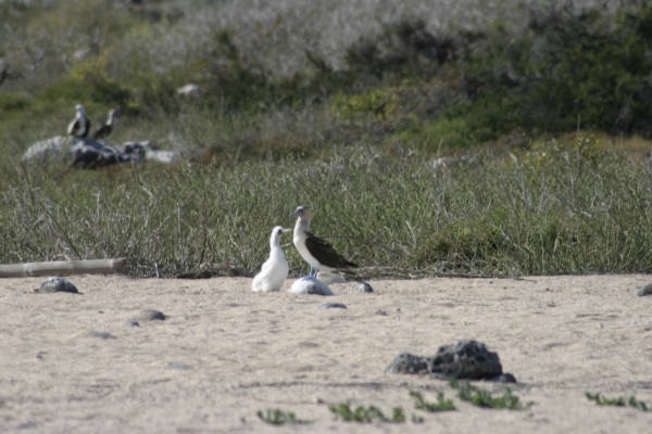 Galapagos_Land_D30359.jpg