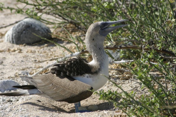 Galapagos_Land_D30361.jpg