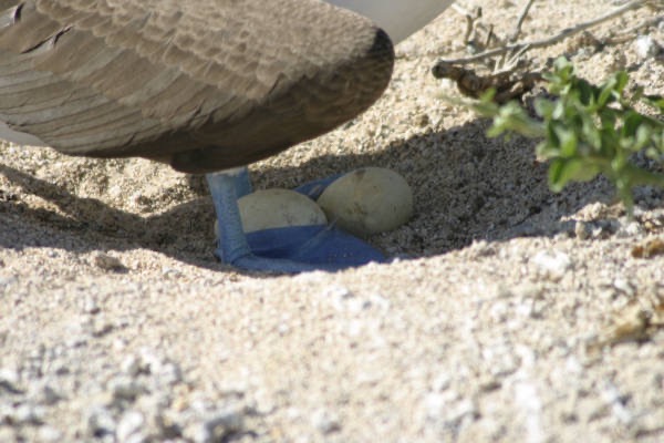 Galapagos_Land_D30366.jpg