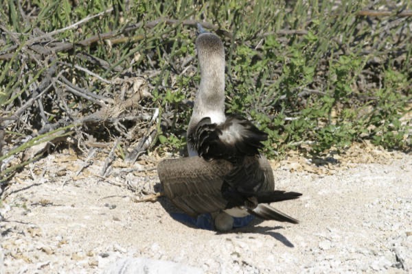 Galapagos_Land_D30374.jpg