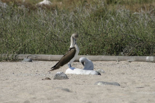 Galapagos_Land_D30380.jpg