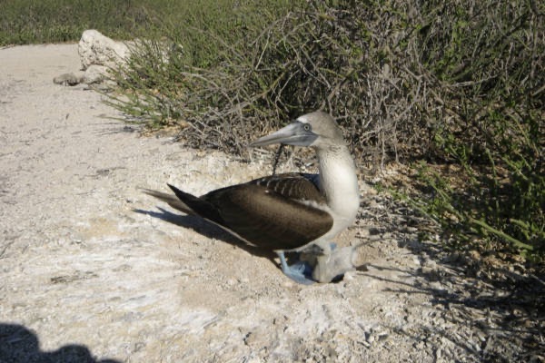 Galapagos_Land_D30400.jpg