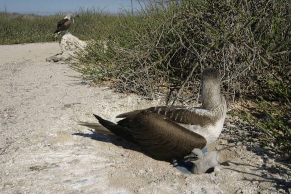 Galapagos_Land_D30403.jpg