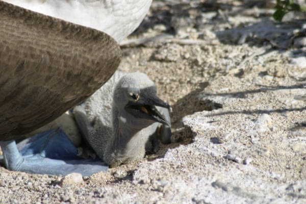 Galapagos_Land_D30407.jpg