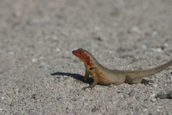 Galapagos_Land_D30422.jpg