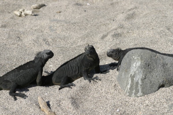 Galapagos_Land_D30436.jpg