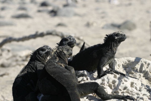 Galapagos_Land_D30453.jpg