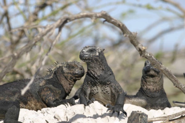 Galapagos_Land_D30454.jpg