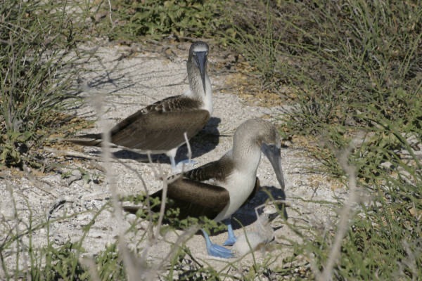 Galapagos_Land_D30462.jpg