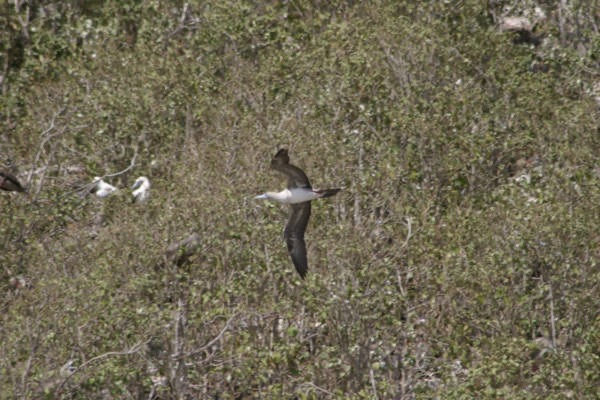 Galapagos_Land_D50063.jpg