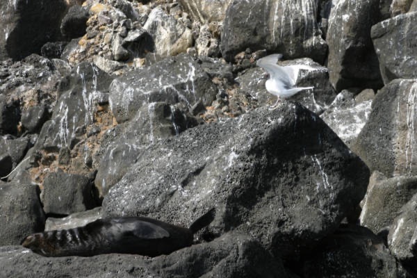 Galapagos_Land_D50087.jpg