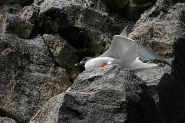 Galapagos_Land_D50113.jpg