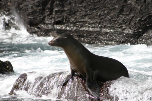 Galapagos_Land_D50141.jpg