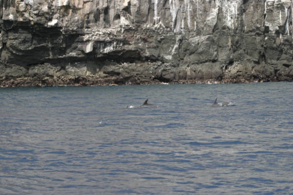 Galapagos_Land_D50171.jpg