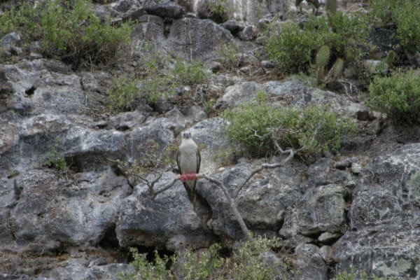 Galapagos_Land_D60044.jpg