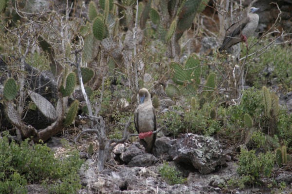 Galapagos_Land_D60048.jpg