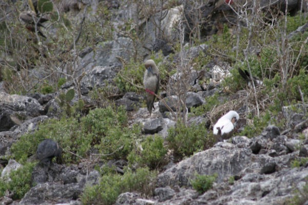 Galapagos_Land_D60051.jpg