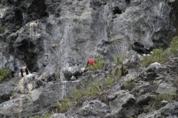 Galapagos_Land_D60084.jpg