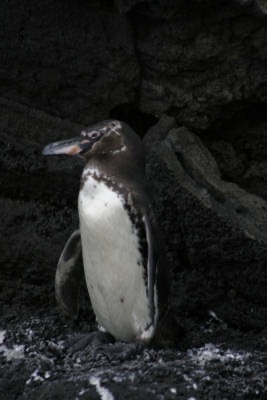 Galapagos_Land_D70135.jpg