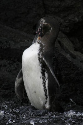 Galapagos_Land_D70145.jpg