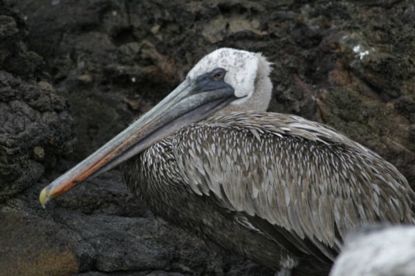 Galapagos_Land_D70148.jpg