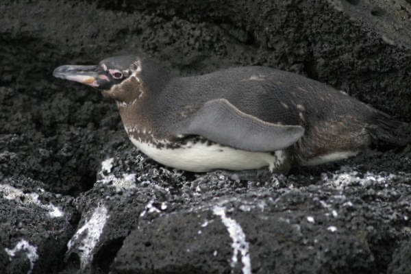 Galapagos_Land_D70164.jpg