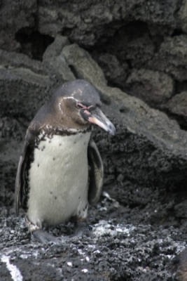 Galapagos_Land_D70181.jpg